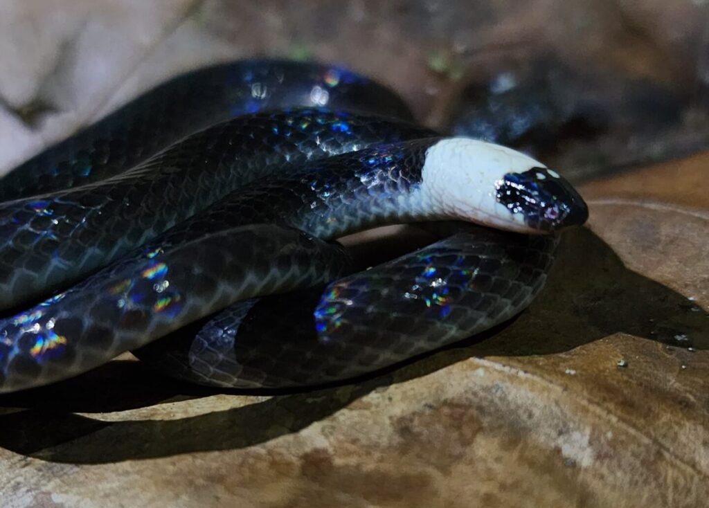 nature escapes costa rica bahia drake puerto jimenez zona sur