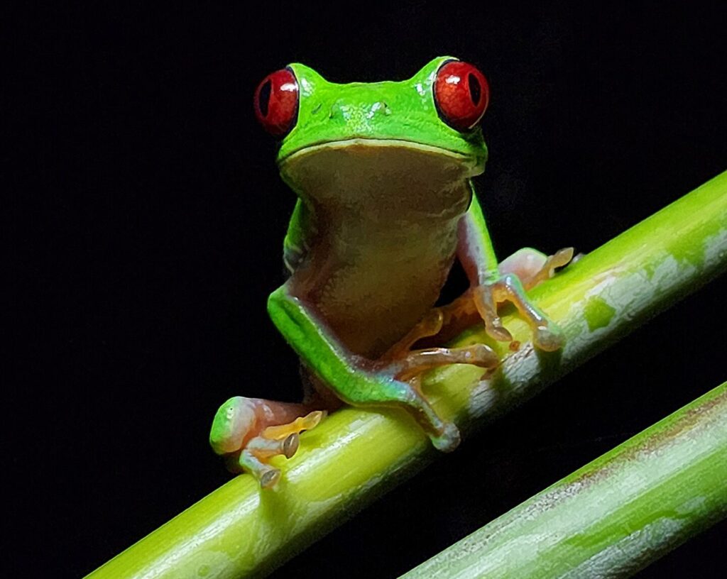 nature escapes costa rica bahia drake puerto jimenez zona sur