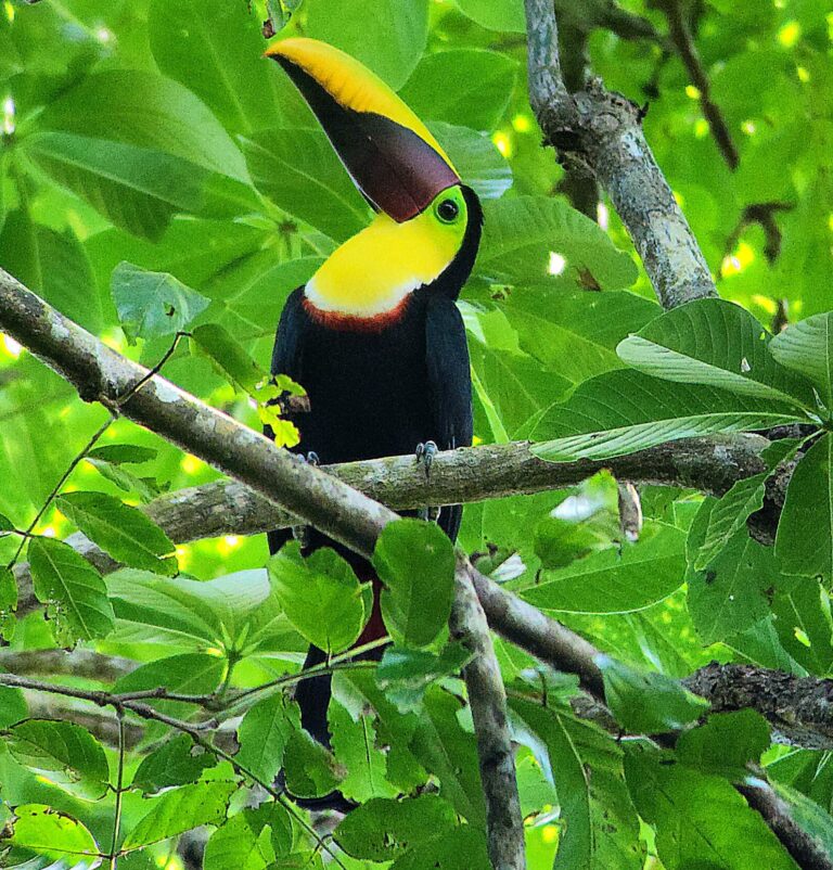 nature escapes costa rica bahia drake puerto jimenez zona sur
