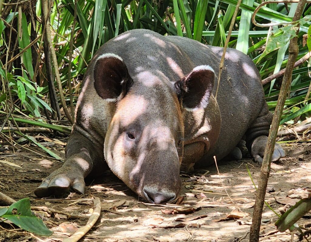 nature escapes costa rica bahia drake puerto jimenez zona sur
