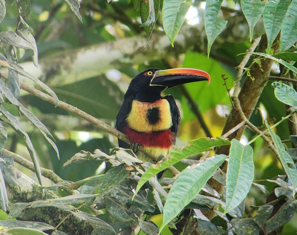 nature escapes costa rica bahia drake puerto jimenez zona sur