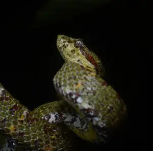 nature escapes costa rica bahia drake puerto jimenez zona sur