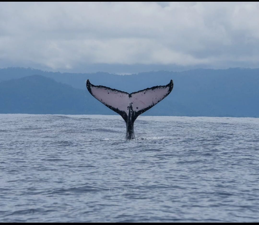 nature escapes costa rica bahia drake puerto jimenez zona sur