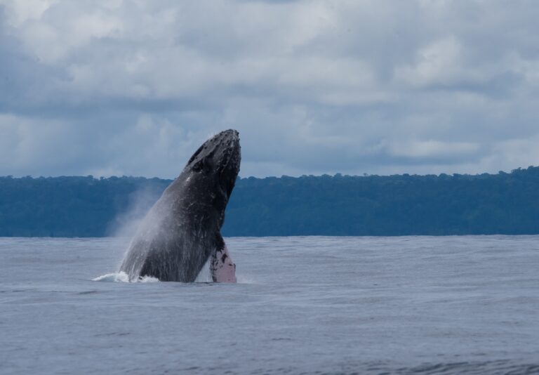 nature escapes costa rica bahia drake puerto jimenez zona sur