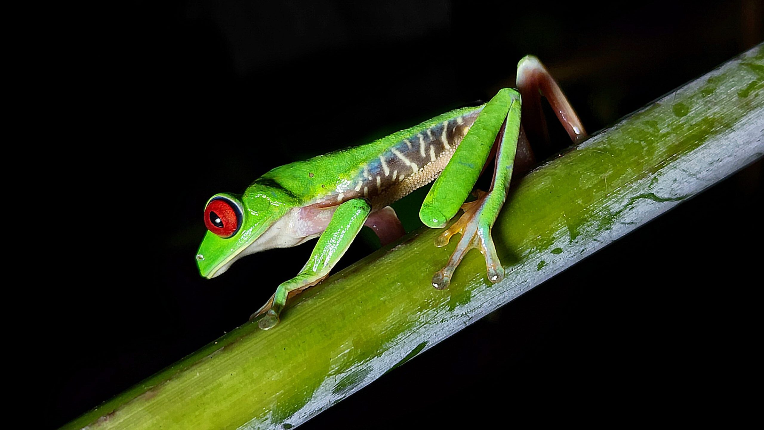 nature escapes costa rica bahia drake puerto jimenez zona sur