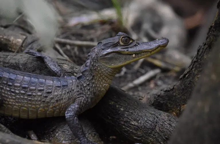 nature escapes costa rica bahia drake puerto jimenez zona sur