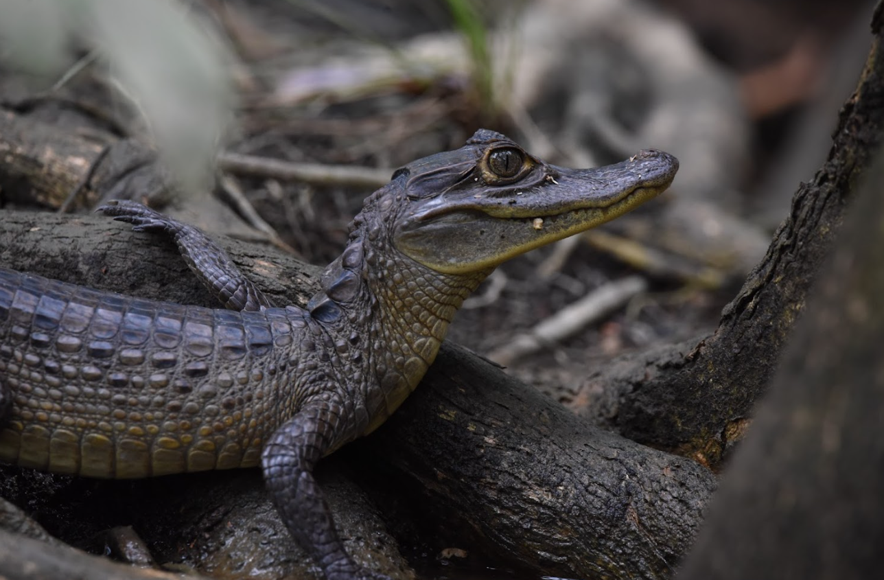 nature escapes costa rica bahia drake puerto jimenez zona sur