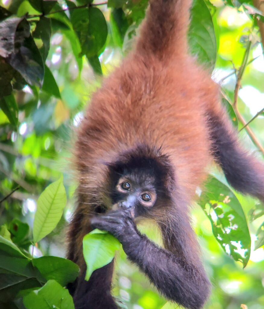 nature escapes costa rica bahia drake puerto jimenez zona sur