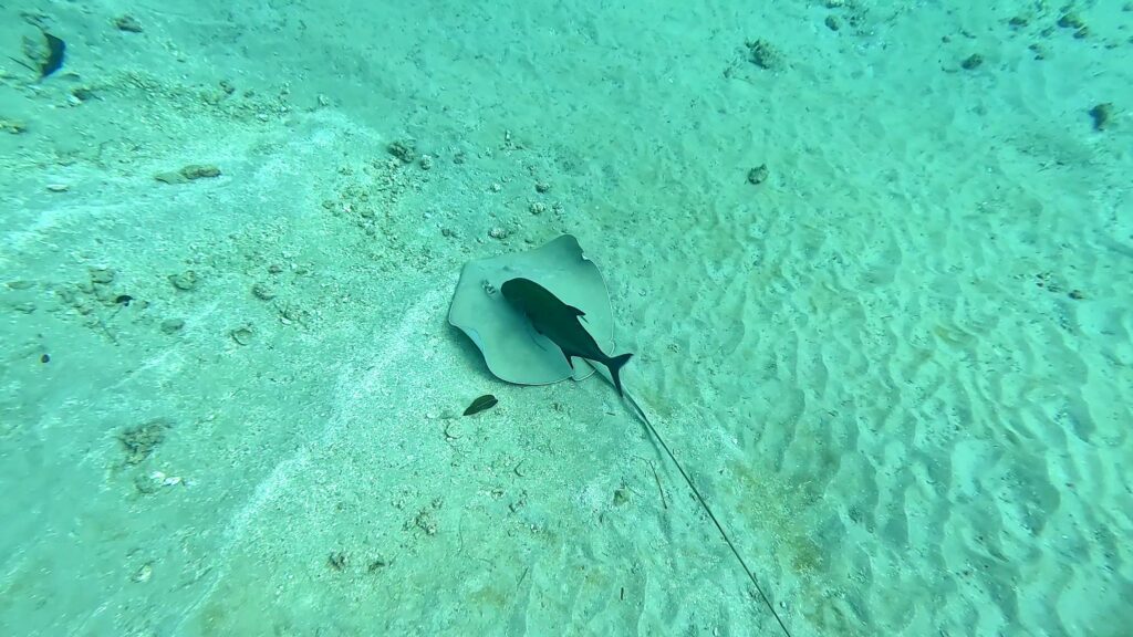 nature escapes costa rica bahia drake puerto jimenez zona sur