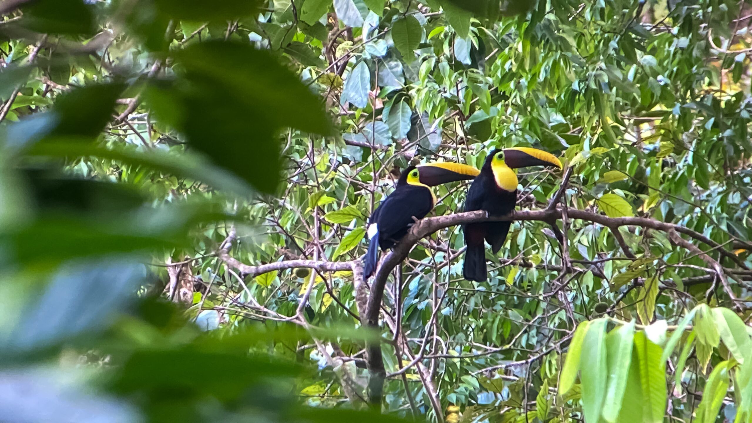 nature escapes costa rica bahia drake puerto jimenez zona sur